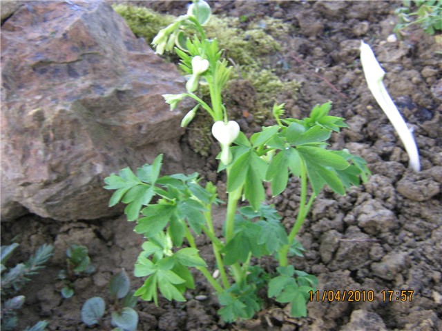 dicentra